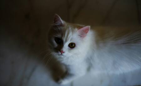 Gato blanco. Foto: Unsplash.