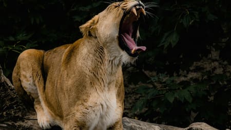 Los pumas atemorizan a los productores. Foto: Unsplash