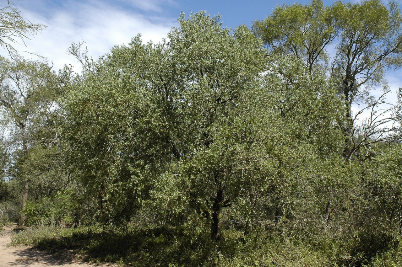 Sombra de toro. Fuente: Parques Nacionales de Argentina