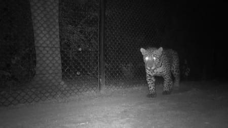 Yaguareté Tañhi Wuk. Foto: argentina.gob.ar