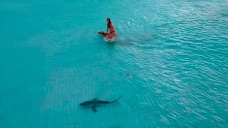 Alerta en Miami: un dron captó el momento exacto en el que un tiburón se acerca a una mujer y a su perro