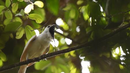 Campanero blanco. Foto: ebird.org