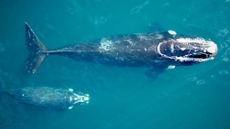 Ballenas. Fuente: Instituto de Conservación de Ballenas (ICB)