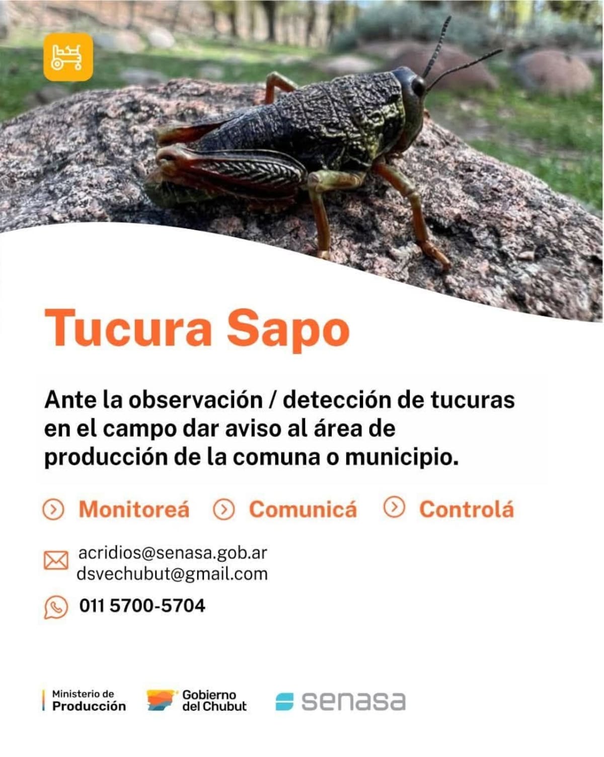 Tucura sapo; “bicho caníbal”; Patagonia argentina.