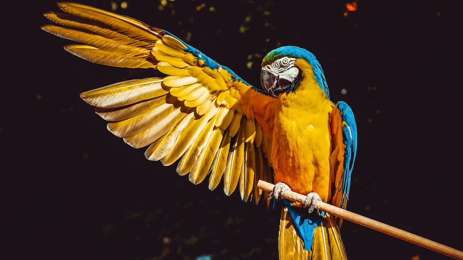 Loros. Foto: Unsplash.