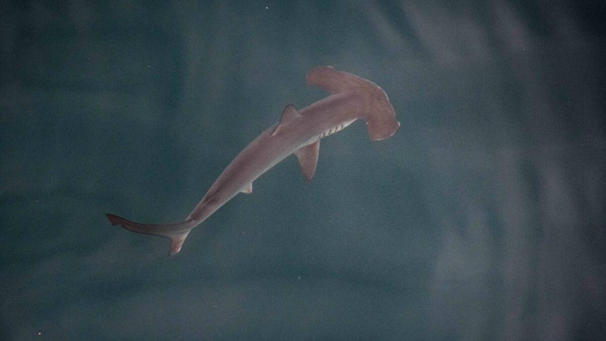 Posible "guardería" de tiburones martillo liso en las Galápagos. Foto: EFE