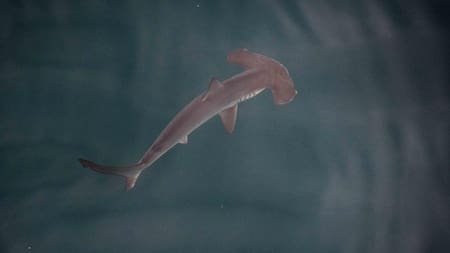 Posible "guardería" de tiburones martillo liso en las Galápagos. Foto: EFE