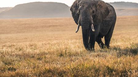 Los elefantes utilizan nombres propios. Foto: Unsplash