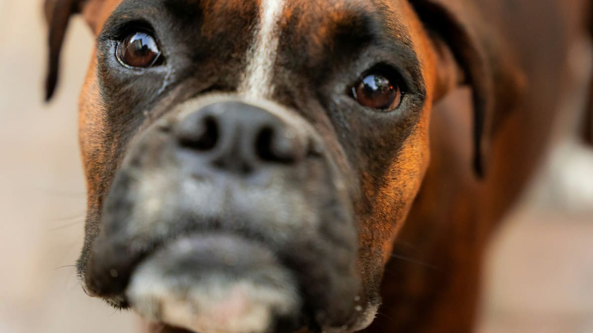 Las 7 razas de perros más amigables para familias con niños pequeños: ¿cuáles son?