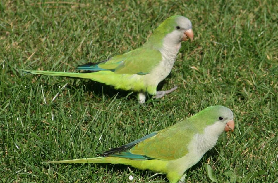 Cotorras argentinas,