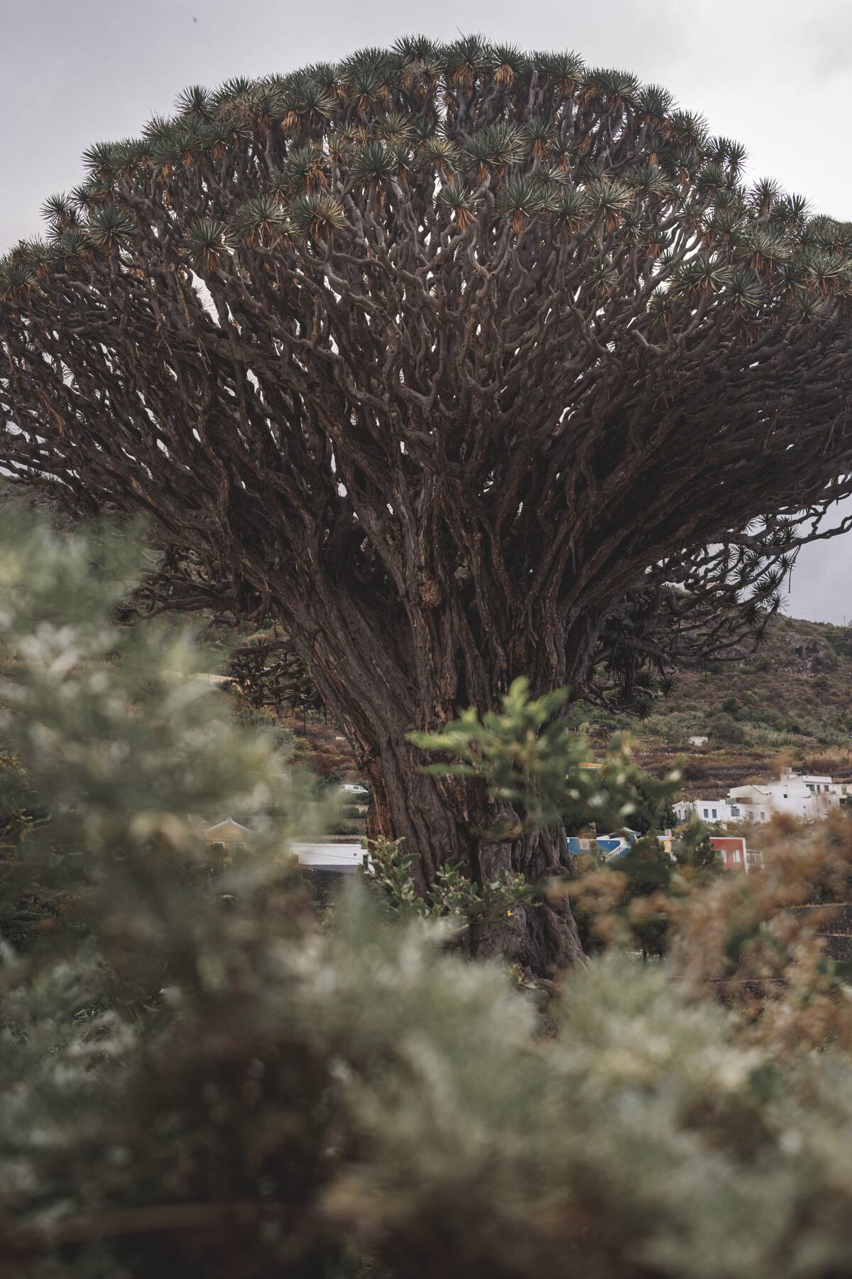Árbol de sangre de dragón. Foto: Freepik.