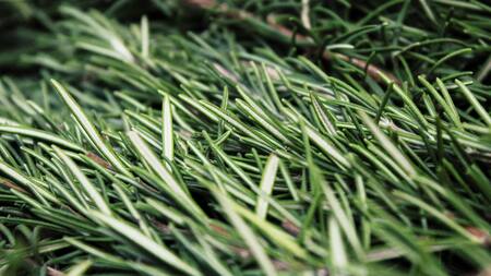 El romero, mucho más que una hierba medicinal