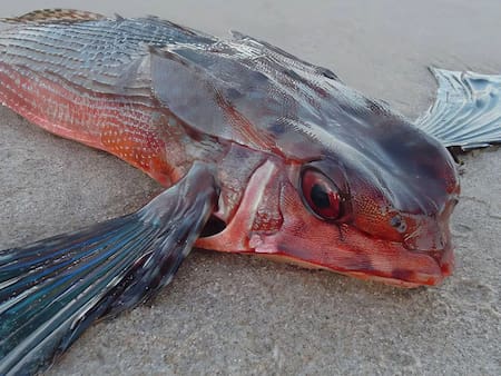 Pez murciélago. Foto: Noticias Ambientales