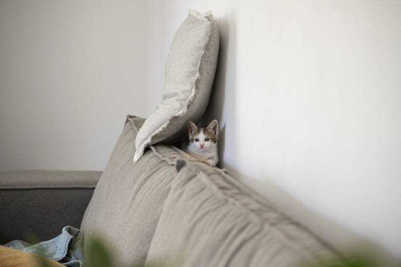 Las cinco conductas que indican que un gato está incómodo con una ...