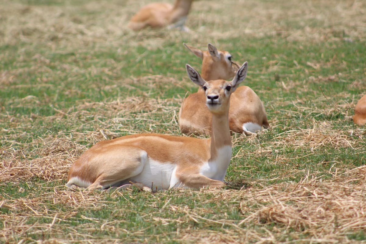 Guanaco. Foto Unsplash.