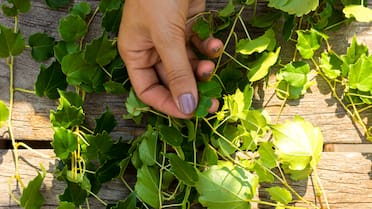 Mantener la casa fresca sin gastar: la planta que actúa como un aire acondicionado natural