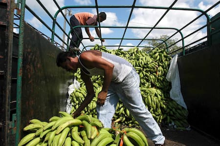 Exportación de bananas en Ecuador. Foto: EFE