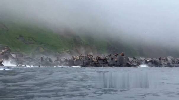 Impactante video: decenas de leones marinos y aves huyeron tras el terremoto en Rusia