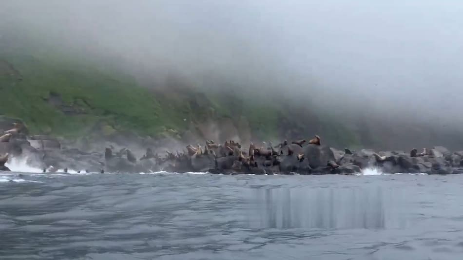 Leones marinos huyen del terremoto