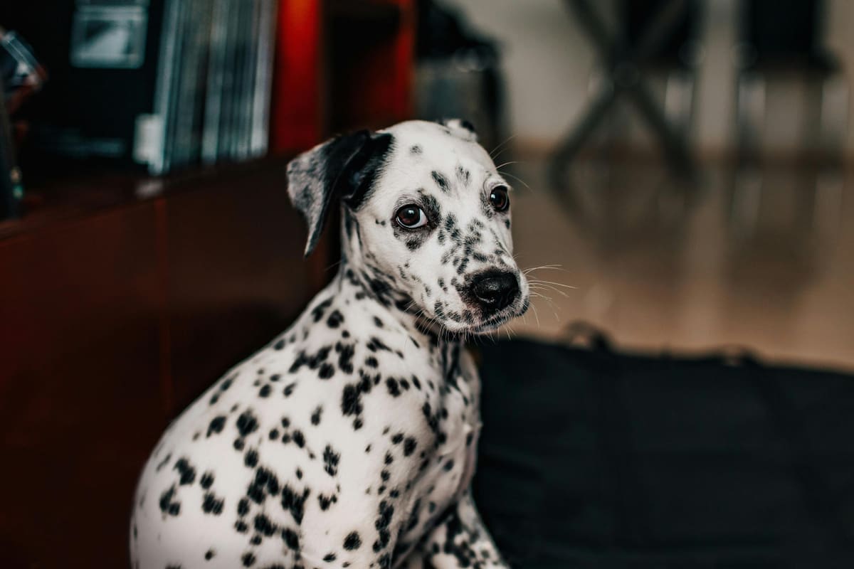 Dálmata. Fuente: Pexels.