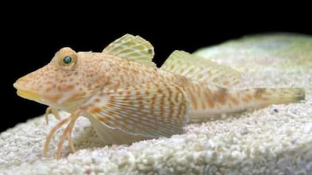 Una maravilla oculta del océano, el petirrojo marino que tiene patas y alas. Foto: Anik Grearson