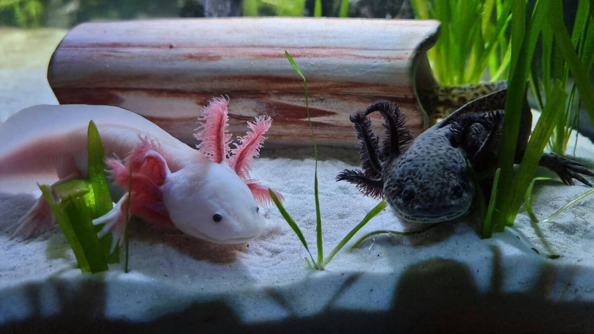 Libres nuevamente: científicos devolvieron ajolotes a su hábitat natural