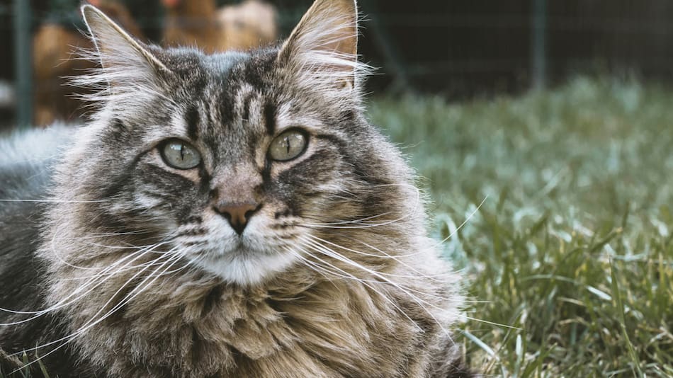 Gatos siberianos. Foto: Unsplash.