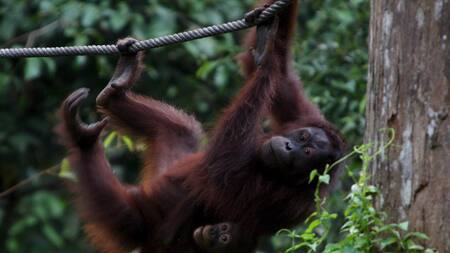 Centro de rehabilitación de orangutanes de Sepilok, Malasia. Foto: EFE.