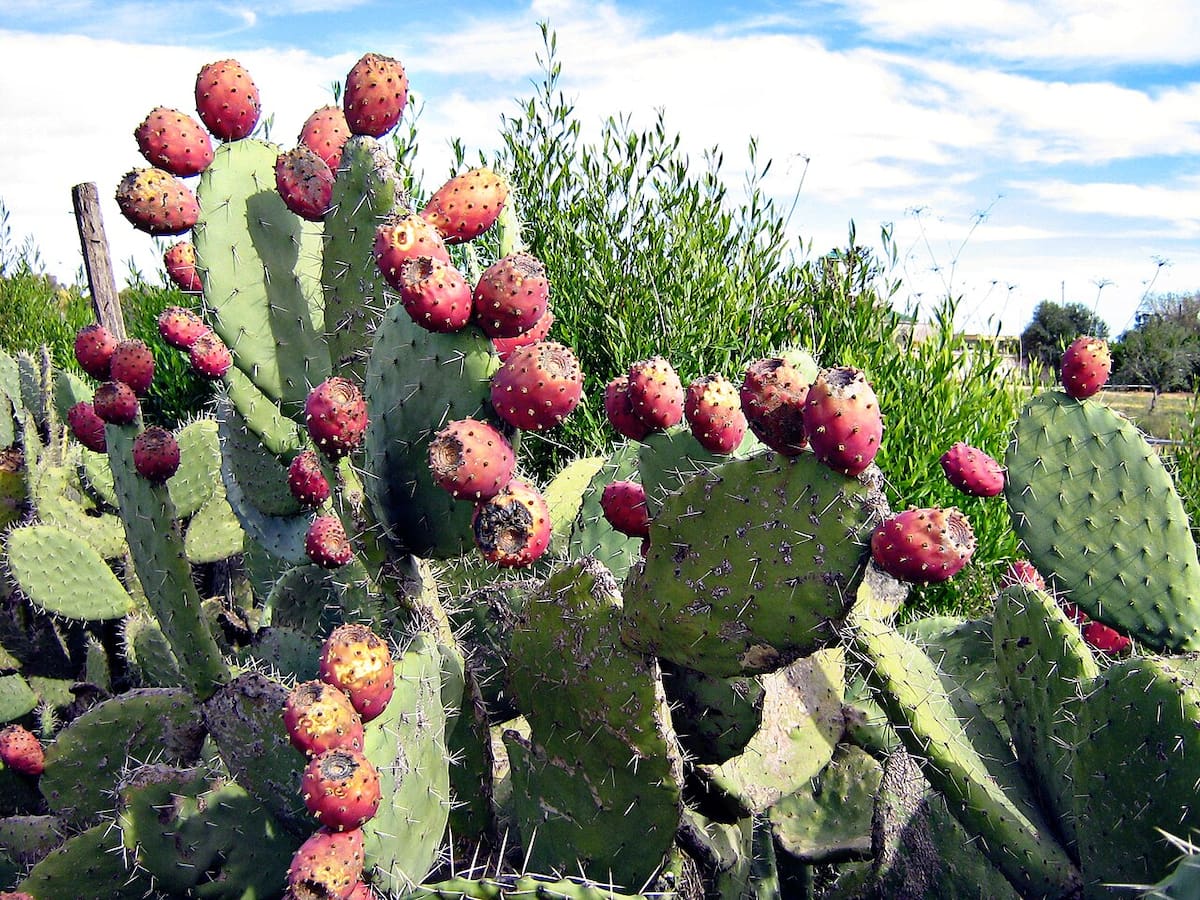 Cactus nopal