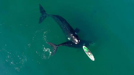 Ballenas en Puerto Madryn, foto Maxi Jonas