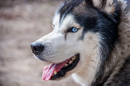 Husky. Foto: Unsplash