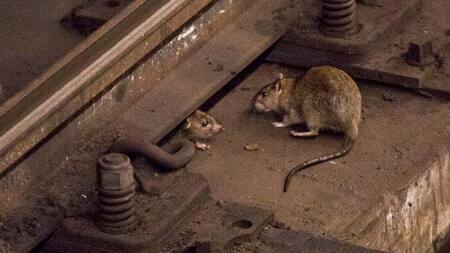 Ratas en Nueva York. Foto: Reuters