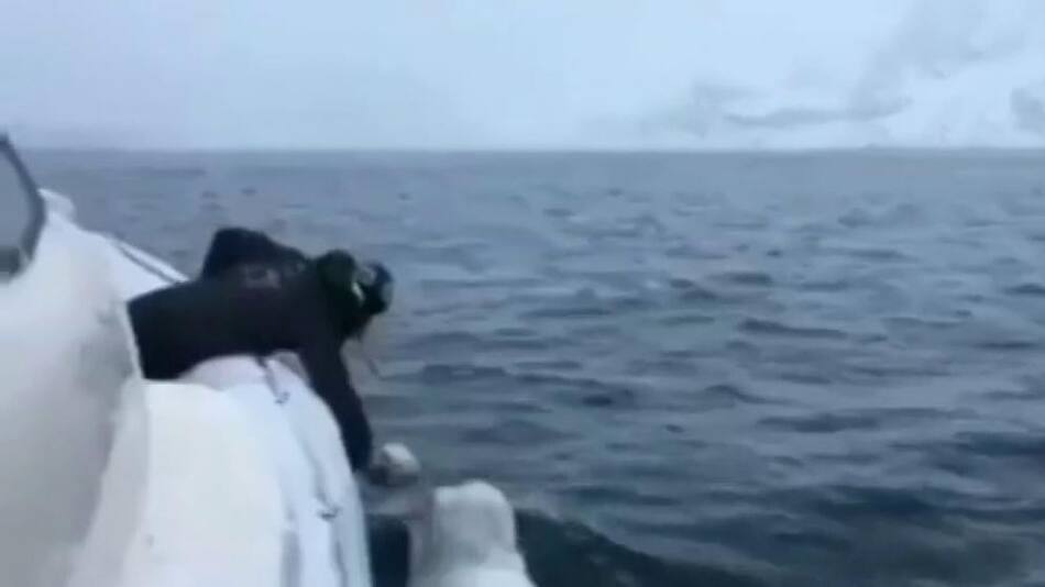 Furor en las redes por una beluga juega al rugby con un marinero en medio del océano