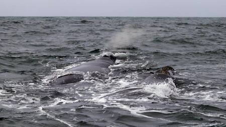 Ballenas en Río Negro. Foto: Télam.