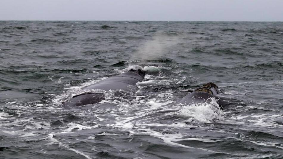 Ballenas en Río Negro. Foto: Télam.