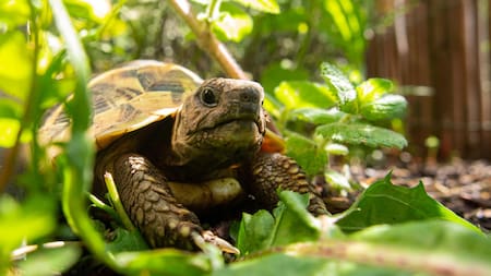 Ratifican tres años de prisión para sujeto por delito contra la fauna silvestre en Ecuador. Foto: Unsplash