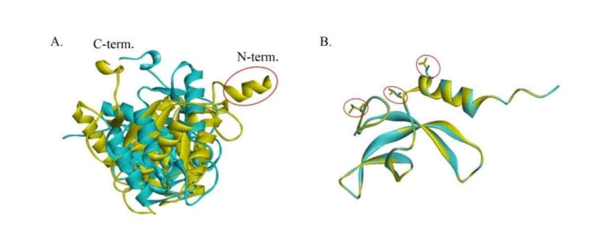La bacteria Niallia tiangongensis. Foto: X @SciencNews