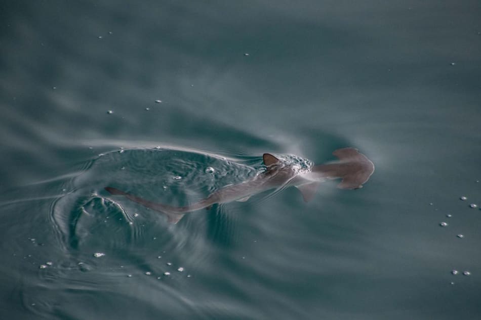 Posible "guardería" de tiburones martillo liso en las Galápagos. Foto: EFE
