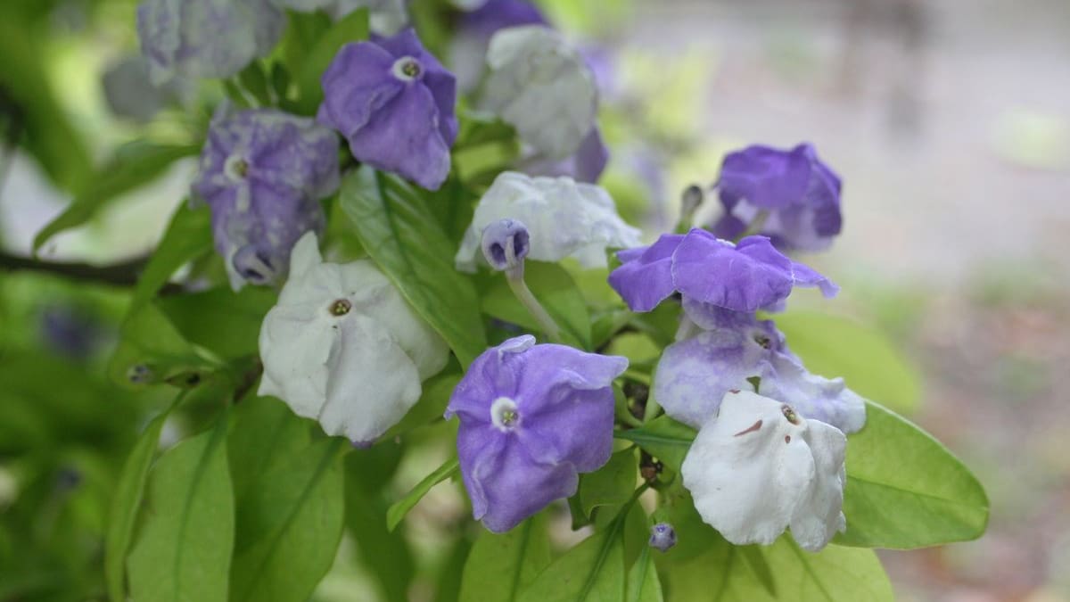 La planta que cambia de color y perfuma el jardín: cómo cuidar el jazmín del Paraguay para que florezca en primavera