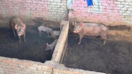 Avanza la investigación del hombre devorado por los chanchos en General Rodríguez. Foto: NA.