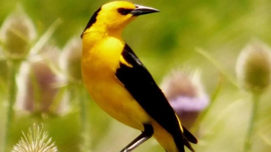 Tordo Amarillo. Foto: Noticias Ambientales.