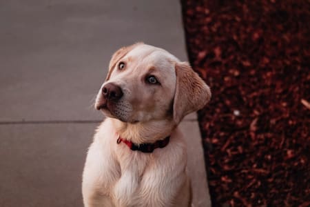 Labrador (Retriever). Foto: Unsplash