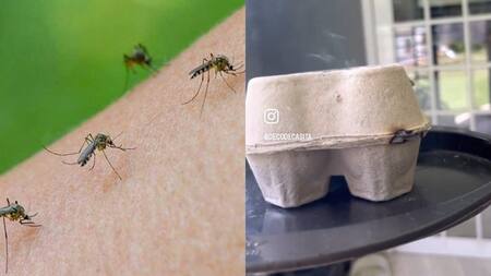 Repelente para mosquitos casero. Foto: archivo - captura video.