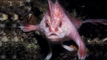 El Pez con manos. Foto X.