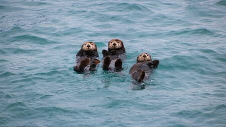 Nutrias marinas en peligro. Foto: Unsplash