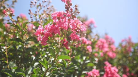 Árbol Crespón o de Júpiter. Fuente: x @BotanicoCBA