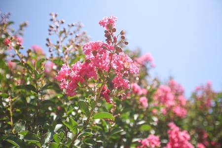 Árbol Crespón o de Júpiter. Fuente: x @BotanicoCBA