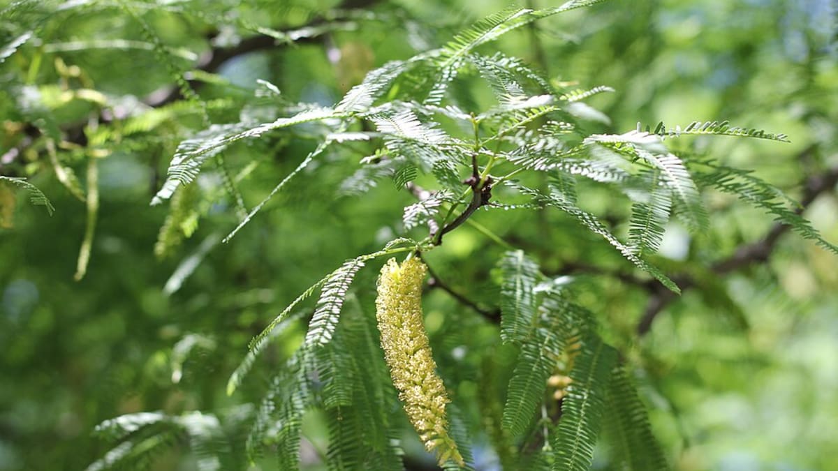 El árbol sudamericano con flores amarillas que crece rápido, da frutos comestibles, y se usa para harinas, arropes, dulces y bebidas