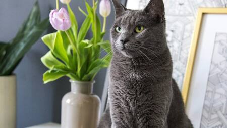 Gato gris. Foto Unsplash.