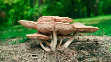 “El hongo de la inmortalidad”: el superalimento que reduce el estrés y alarga la vida